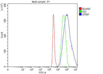 ATRIP Rabbit Polyclonal Antibody
