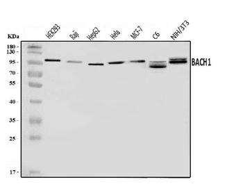 BACH1.3/BACH1 Rabbit Polyclonal Antibody