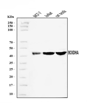 BCKDHA Rabbit Polyclonal Antibody