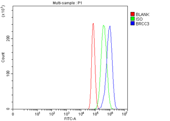 BRCC36/BRCC3 Rabbit Polyclonal Antibody