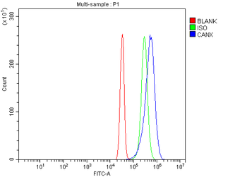 Calnexin/CANX Rabbit Polyclonal Antibody