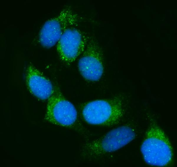 Calnexin/CANX Rabbit Polyclonal Antibody