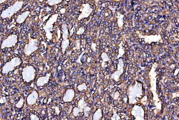 Calnexin/CANX Rabbit Polyclonal Antibody