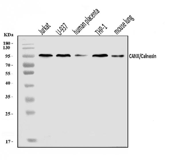 Calnexin/CANX Rabbit Polyclonal Antibody
