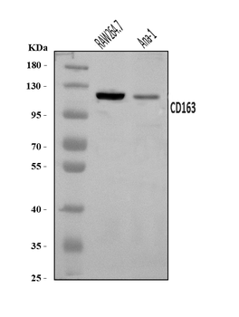 Cd163 Rabbit Polyclonal Antibody