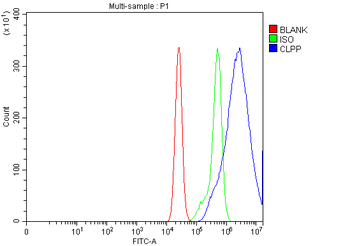 CLPP Rabbit Polyclonal Antibody