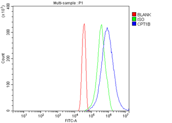 CPT1B Rabbit Polyclonal Antibody