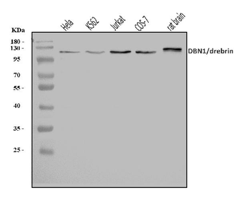 Drebrin/DBN1 Rabbit Polyclonal Antibody
