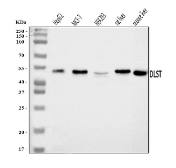 DLST Rabbit Polyclonal Antibody