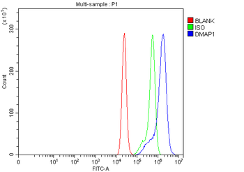 DMAP1 Rabbit Polyclonal Antibody