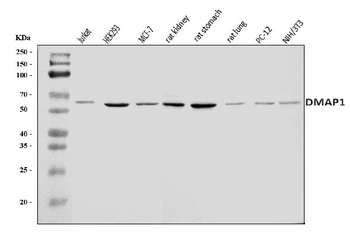 DMAP1 Rabbit Polyclonal Antibody