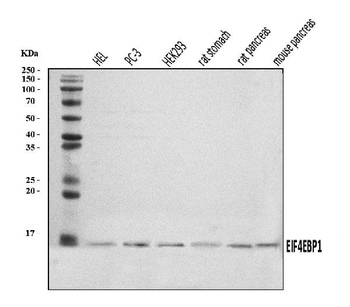 EIF4EBP1 Rabbit Polyclonal Antibody