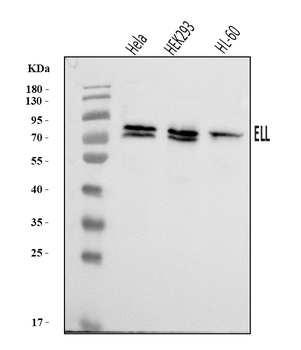 ELL Rabbit Polyclonal Antibody
