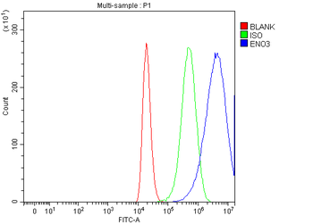 ENO3 Rabbit Polyclonal Antibody