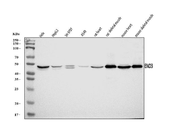 ENO3 Rabbit Polyclonal Antibody