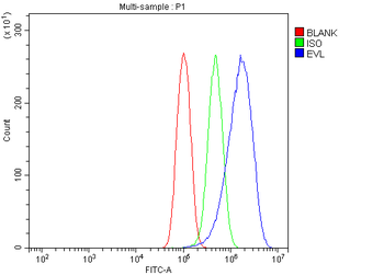 EVL Rabbit Polyclonal Antibody