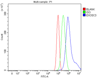 EXOSC3 Rabbit Polyclonal Antibody