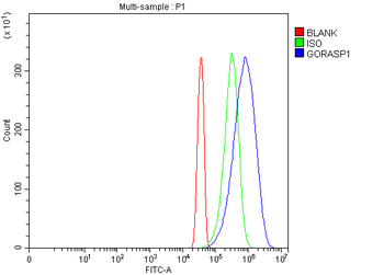 GRASP65/GORASP1 Rabbit Polyclonal Antibody