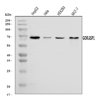 GRASP65/GORASP1 Rabbit Polyclonal Antibody