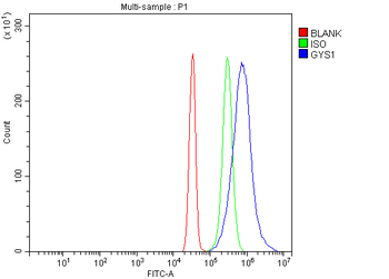 Glycogen synthase 1/GYS1 Rabbit Polyclonal Antibody