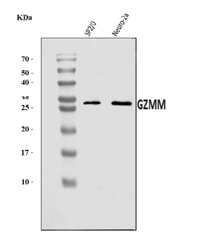 Granzyme M/GZMM Rabbit Polyclonal Antibody