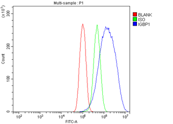 IGBP1 Rabbit Polyclonal Antibody