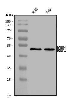 IGBP1 Rabbit Polyclonal Antibody