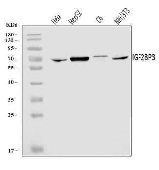 IMP3/IGF2BP3 Rabbit Polyclonal Antibody
