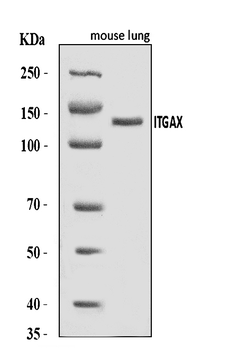 CD11c/Itgax Rabbit Polyclonal Antibody