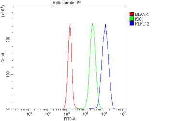 KLHL12 Rabbit Polyclonal Antibody