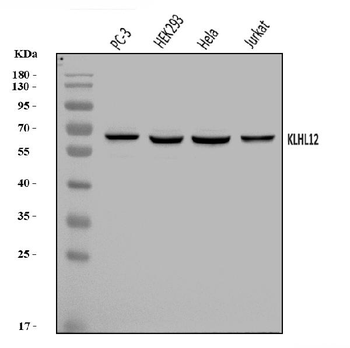 KLHL12 Rabbit Polyclonal Antibody