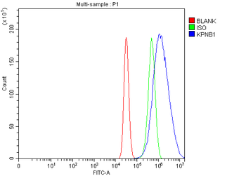 KPNB1 Rabbit Polyclonal Antibody