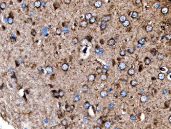MDH2 Rabbit Polyclonal Antibody