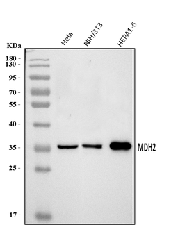MDH2 Rabbit Polyclonal Antibody