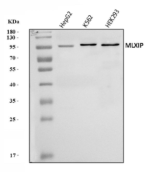 MLX-interacting protein/MLXIP/MLX Rabbit Polyclonal Antibody