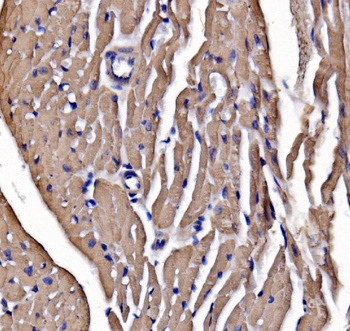 heavy chain Myosin/Myh3 Rabbit Polyclonal Antibody