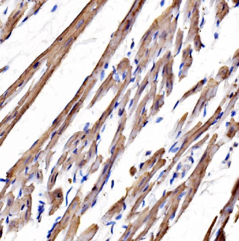 heavy chain Myosin/Myh3 Rabbit Polyclonal Antibody
