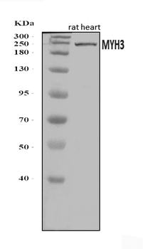 heavy chain Myosin/Myh3 Rabbit Polyclonal Antibody