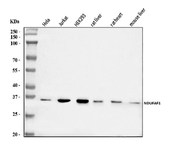 NDUFAF1 Rabbit Polyclonal Antibody
