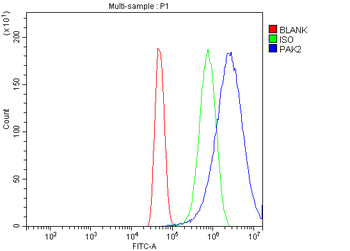 PAK2 Rabbit Polyclonal Antibody