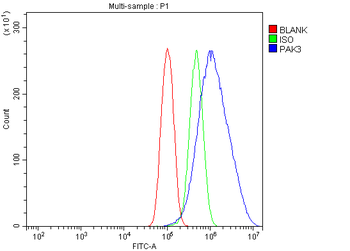 PAK3 Rabbit Polyclonal Antibody