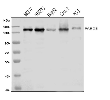 PAR-3/PARD3/PAR Rabbit Polyclonal Antibody