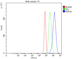 RNF20 Rabbit Polyclonal Antibody