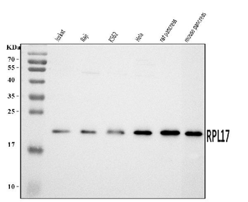 RPL17 Rabbit Polyclonal Antibody