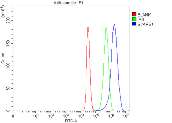 Scavenging Receptor SR-BI/SCARB1/SR Rabbit Polyclonal Antibody