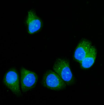 SRP54 Rabbit Polyclonal Antibody