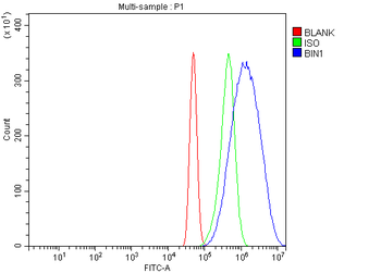 BIN1 Rabbit Polyclonal Antibody