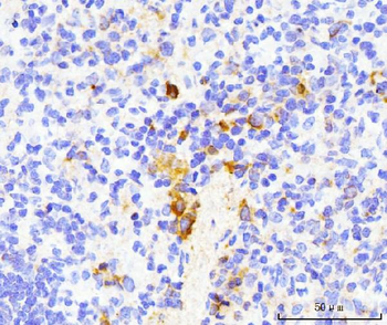 TRAP/CD40L/Cd40lg Rabbit Polyclonal Antibody