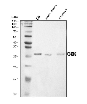 TRAP/CD40L/Cd40lg Rabbit Polyclonal Antibody