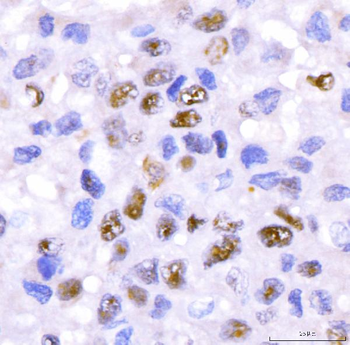 CRTC3 Rabbit Polyclonal Antibody